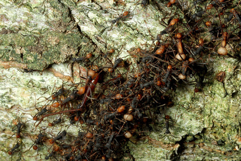 バーチェルグンタイアリEciton burchellii