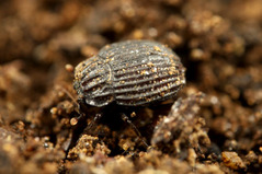 シナノセスジエンマムシ