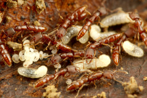 �Υ�����ϥꥢ��