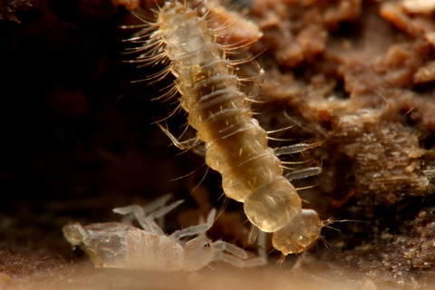 アリヅカムシの幼虫