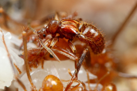 �ϥ��ꥢ����㡡����ť��ॷ