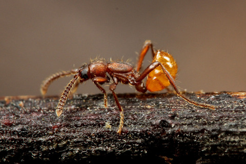 Aenictocupidus jacobsonorum