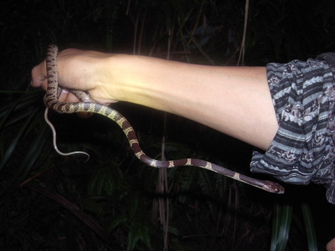 �������ޥХ�����