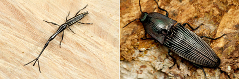 �����ॷ�ȥ���ĥ�