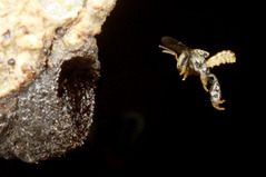 ¥Ï¥ê¥Ê¥·¥Ð¥Á