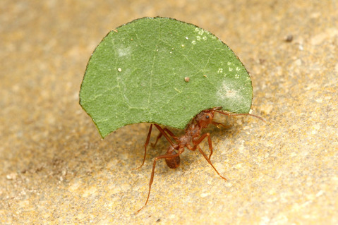 �ϥ��ꥢ��