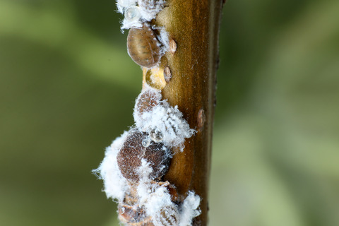 ÀãÃî¤Î°ìÀ¸