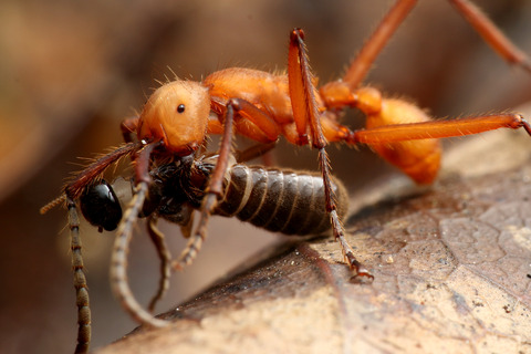 ハマタグンタイアリ Eciton hamatum