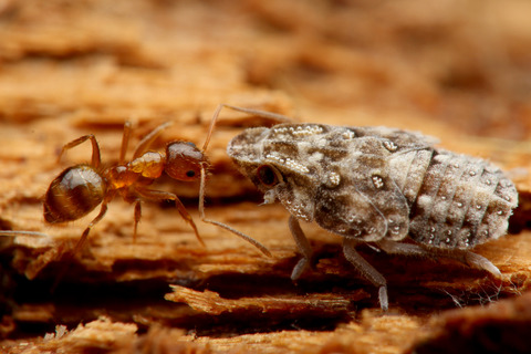 キノカワハゴロモ