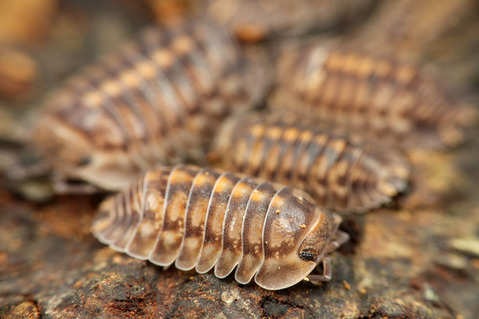 ¥³¥·¥Ó¥í¥À¥ó¥´¥à¥·