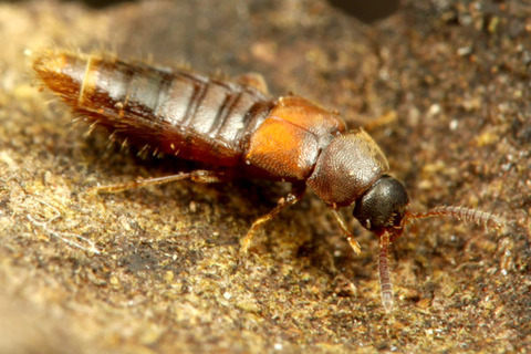 �ҥ饿�����ɥ�