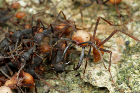 バーチェルグンタイアリEciton burchellii
