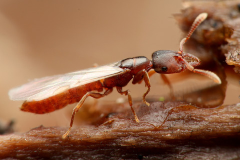 �Υ�����ϥꥢ��η뺧����