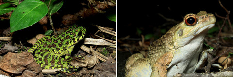 �������塞���롡���åȥ�