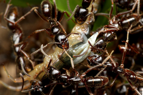 �ϥ���ϥꥢ��