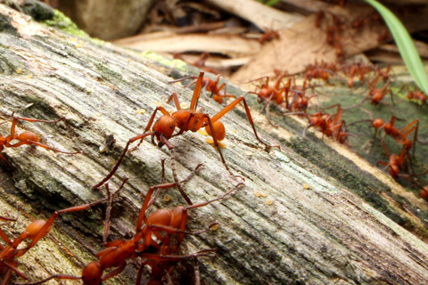 ハマタグンタイアリ Eciton hamatum