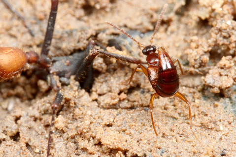 バーチェルグンタイアリEciton burchellii