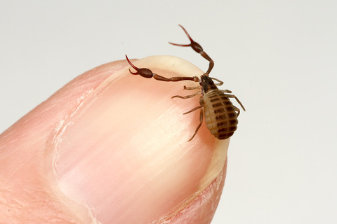 �������˥ॷ