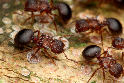 ヨロイアリとカスミカメ