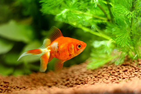 金魚を飼う