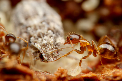 キノカワハゴロモ