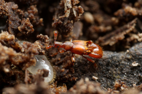 コヤマトヒゲブトアリヅカムシ