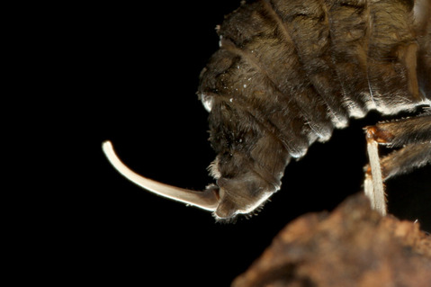 ツリアブモドキ