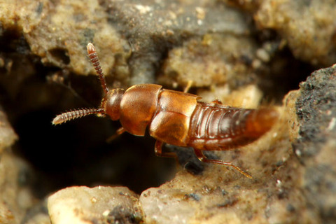 �����ɥ�ΰ��