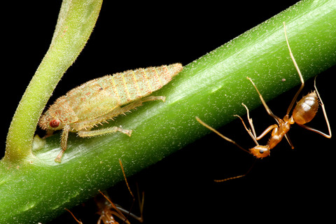 ¥¢¥·¥Ê¥¬¥¥¢¥ê