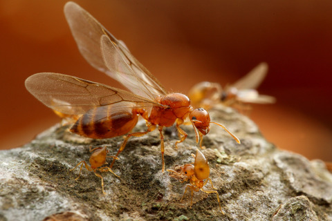 キイロシリアゲアリ Crematogaster osakensis