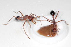 ¥Ö¥ë¥É¥Ã¥¯¥¢¥ê