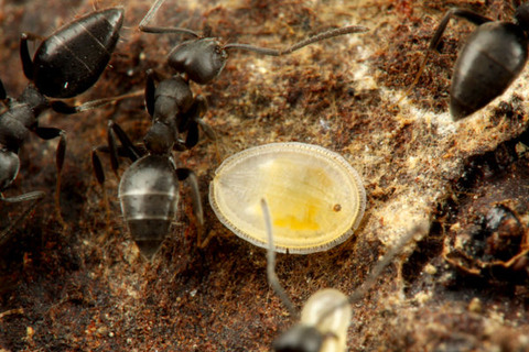 ¥¢¥·¥¸¥í¥Ò¥é¥Õ¥·¥¢¥ê¡¡¥¢¥ê¥Î¥¹¥¢¥Ö