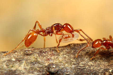 チャイロヒメサスライアリ狩り