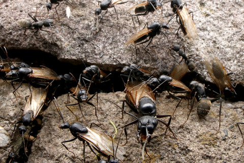 ¥¯¥í¥ª¥ª¥¢¥ê¤Î·ëº§Èô¹Ô