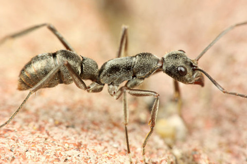 ¥È¥²¥ª¥ª¥Ï¥ê¥¢¥ê¡¡¥Þ¥ì¡¼¥·¥¢