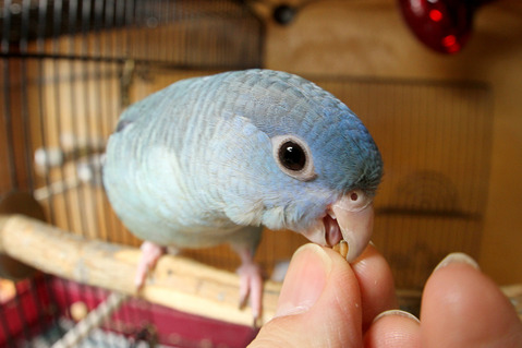 サザナミインコ