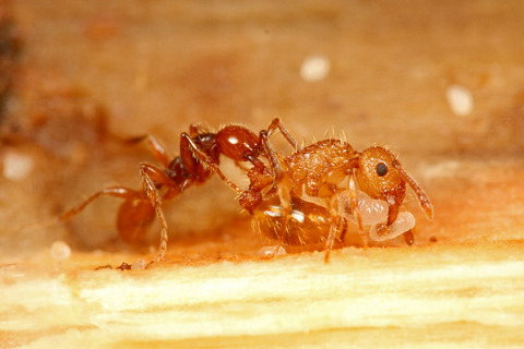 ヒメサスライアリの狩り