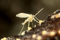 �������祦�Х�