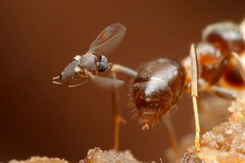 ナマクビノミバエ