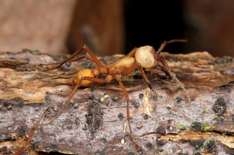 �ϥޥ����󥿥�����Trichatelura manni