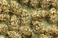 ���㥿�ƥॷ