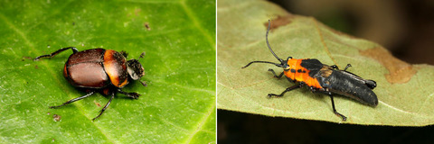 ʵ��ȥХå����ڥ롼