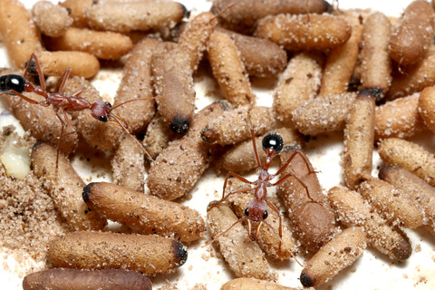 �֥�ɥå�����