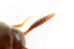 ヒメマルムネアリヤドリ