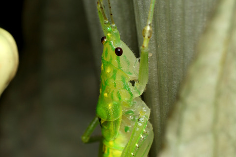 マレーシアの直翅目たち