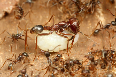 �ޥ륻���󥿥�����Labidus