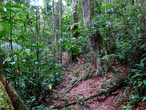 �ޥ졼�����ο�