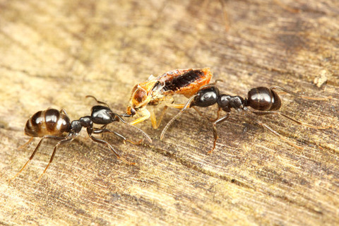 クサアリモドキ