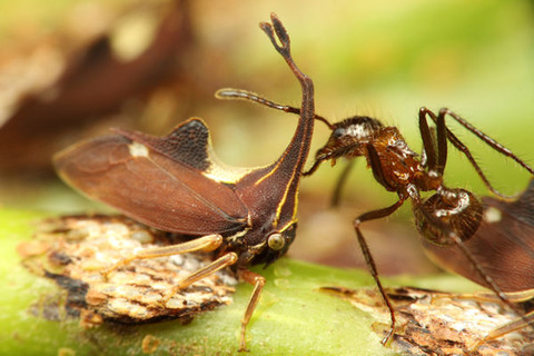 ¥·¥í¥ª¥Ó¥Ï¥¿¥¶¥ª¥Ä¥Î¥¼¥ßPyrgauchenia pendleburyi