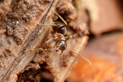 ナマクビノミバエ